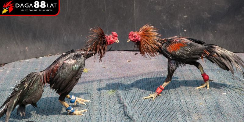 Cách Chấp Tiền Gà Chọi Và Bí Kíp Cân Kèo Công Bằng Từ DAGA88 1 Cách hiểu đúng về chấp tiền