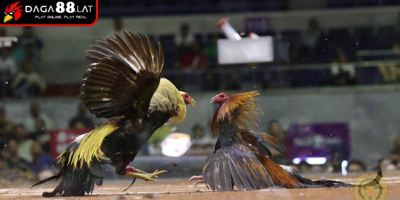 Cách Chấp Tiền Gà Chọi Và Bí Kíp Cân Kèo Công Bằng Từ DAGA88 3 Điều chỉnh kèo chấp