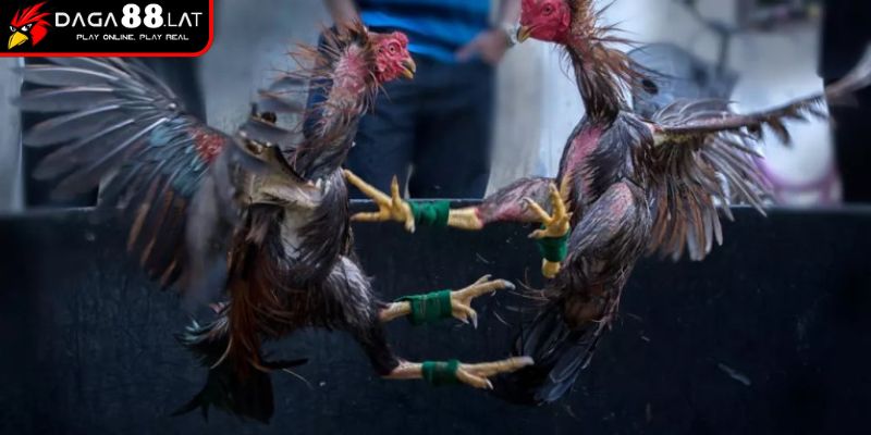 Cách Chấp Tiền Gà Chọi Và Bí Kíp Cân Kèo Công Bằng Từ DAGA88 2 Cách chấp tiền gà chọi theo đòn lối
