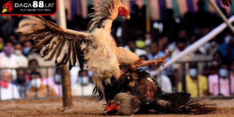 Cách chơi đá gà cựa sắt khi luyện đòn và rèn tốc độ