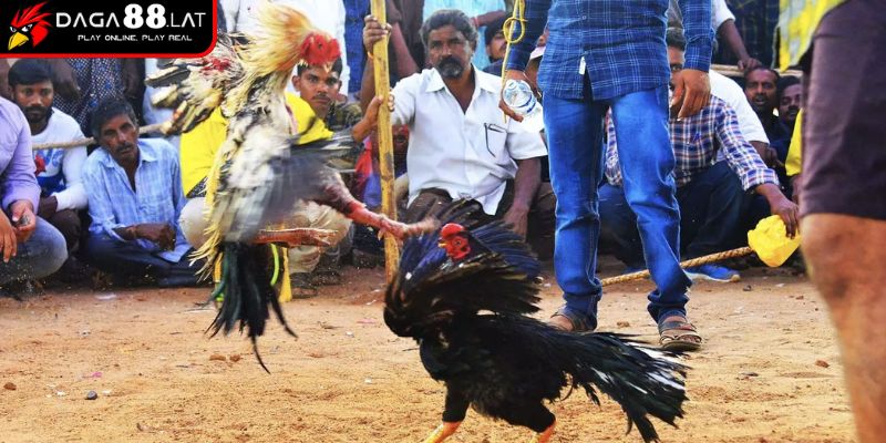 Cách chọn chiến kê hiệu quả