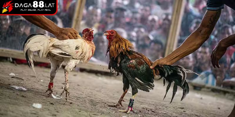 Đặc điểm của gà cựa sắt