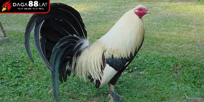 Cách Chơi Đá Gà Và Chiến Thuật Thực Chiến Từ DAGA88 3 Huấn luyện kỹ năng chiến đấu