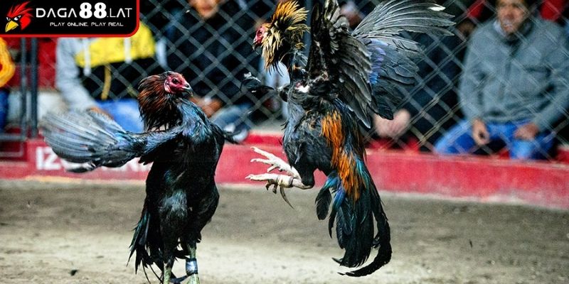Cách Chơi Đá Gà Và Chiến Thuật Thực Chiến Từ DAGA88 2 Cách chơi đá gà nhóm đòn phản công