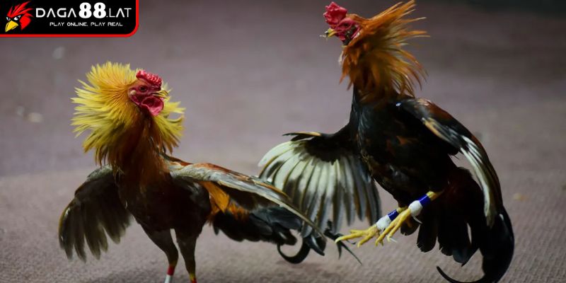 Cách đá gà mạng luôn thắng khi phân tích dữ liệu phong độ
