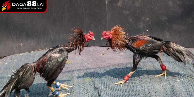 Phân tích tín hiệu thể lực