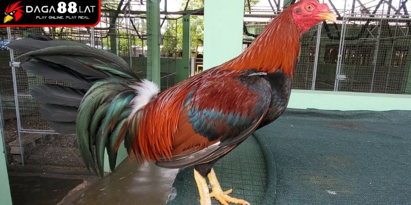 Cách Đúc Gà Đá - Bí Quyết Tạo Chiến Kê Xuất Chúng Từ DAGA88 3 Cải thiện gen bằng phối lai ngoại nhập