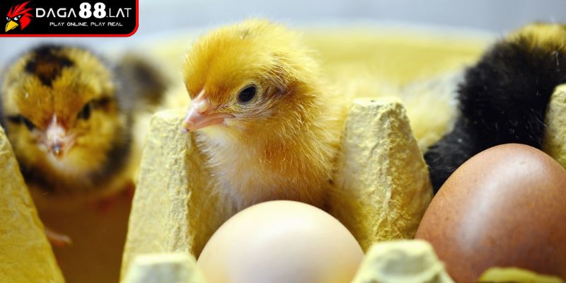 Cách Đúc Gà Đá - Bí Quyết Tạo Chiến Kê Xuất Chúng Từ DAGA88 2 Giai đoạn ấp trứng, chăm sóc theo cách đúc gà đá