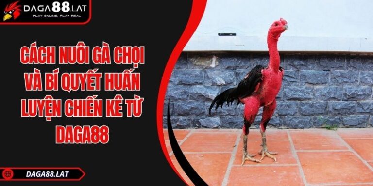 Cách Nuôi Gà Chọi Và Bí Quyết Huấn Luyện Chiến Kê Từ DAGA88 1 Cách nuôi gà chọi