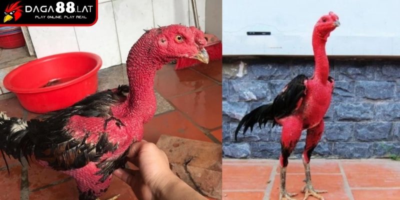 Chọn giống theo dòng
