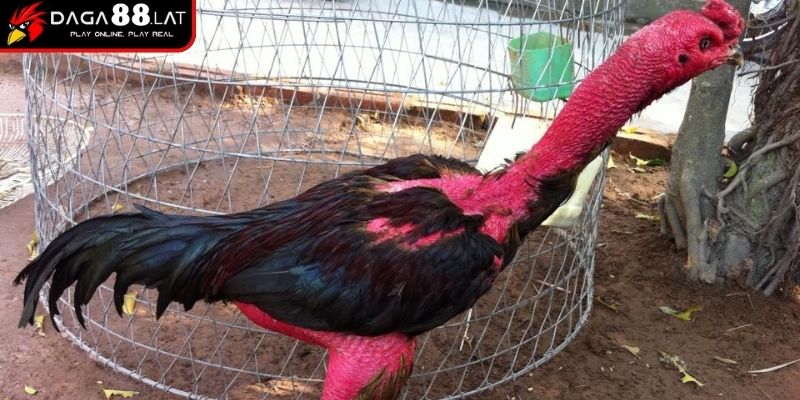 Phơi nắng và quần sương