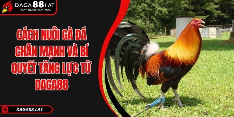 Cách Nuôi Gà Đá Chân Mạnh Và Bí Quyết Tăng Lực Từ DAGA88 10 Cách nuôi gà đá chân mạnh