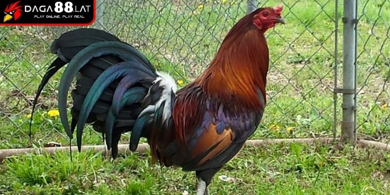 Cách Nuôi Gà Đá Chân Mạnh Và Bí Quyết Tăng Lực Từ DAGA88 1 Lựa chọn giống chiến kê