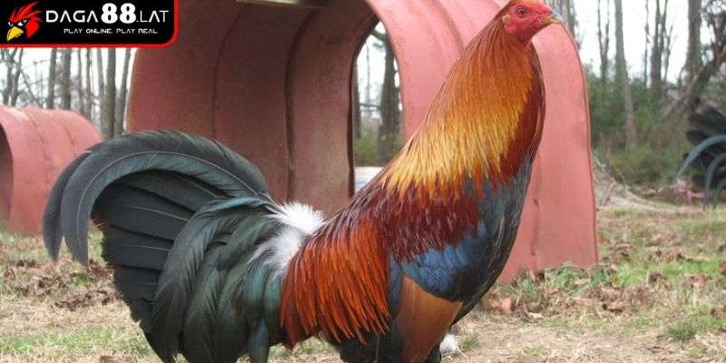 Cách Nuôi Gà Đá Chân Mạnh Và Bí Quyết Tăng Lực Từ DAGA88 3 Tập bật và đập cánh