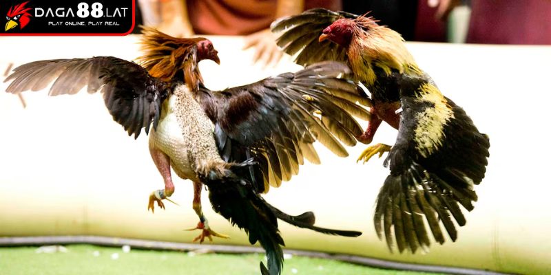 Bí quyết chọn và huấn luyện chiến kê đá cựa dao chuẩn