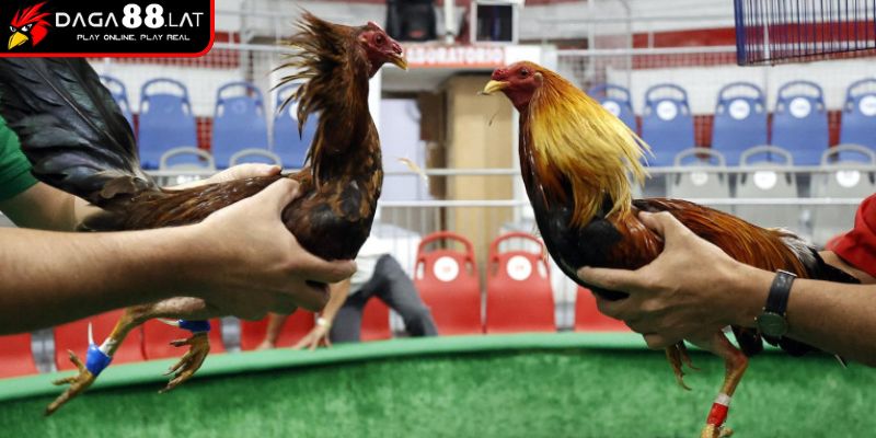 Khác biệt đá gà cựa dao với truyền thống
