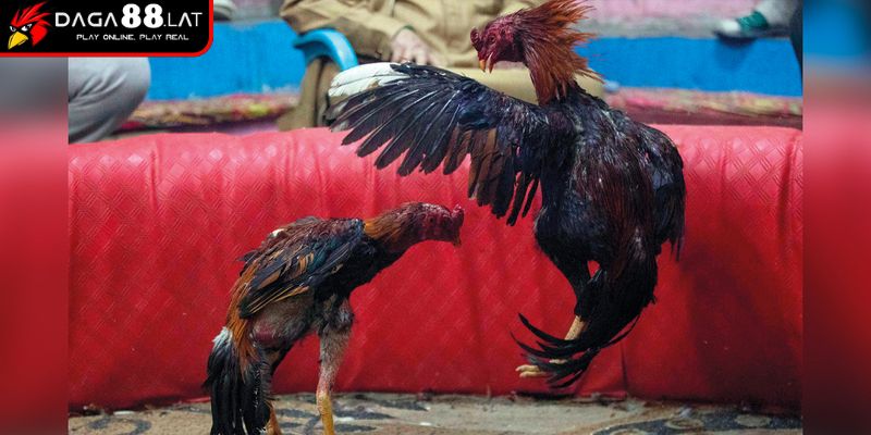 Nguồn gốc hình thành trường đấu Thomo
