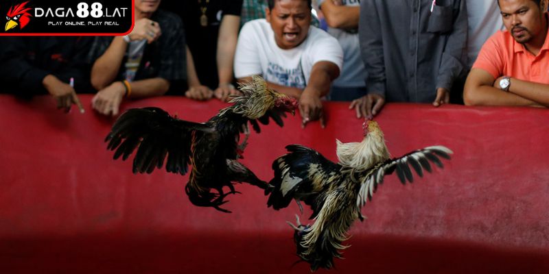 Nguồn gốc và sự phát triển
