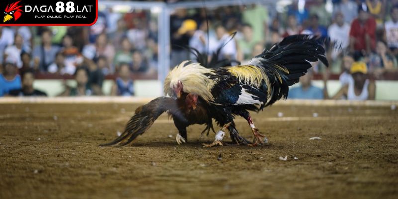 Đá Gà Trực Tiếp Thomo 24/7 Hoạt Động Ngày Đêm Tại DAGA88 2 Ghi hình đa góc độ