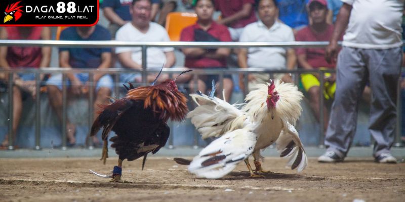 Đá Gà Trực Tiếp Thomo 24/7 Hoạt Động Ngày Đêm Tại DAGA88 1 Trường gà Thomo