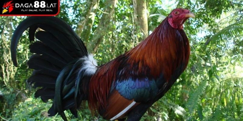 Gà Đá Cao Lãnh - DAGA88 Chia Sẻ Về Dòng Chiến Kê Huyền Thoại 2 Đặc điểm ngoại hình