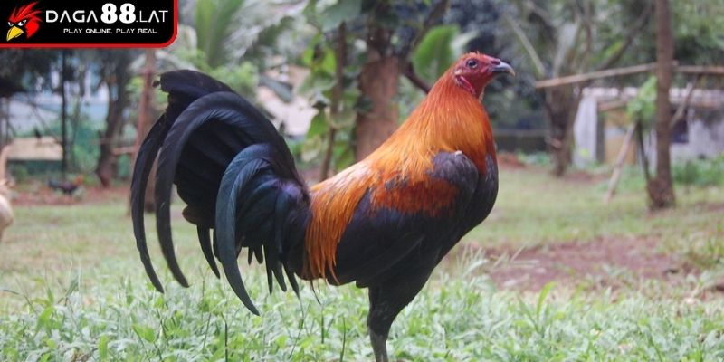 Gà Đá Cao Lãnh - DAGA88 Chia Sẻ Về Dòng Chiến Kê Huyền Thoại 3 Giá trị thực chiến và vai trò của gà đá Cao Lãnh trong giới