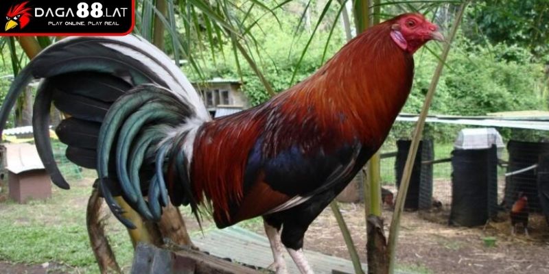 Gà Đá Cao Lãnh - DAGA88 Chia Sẻ Về Dòng Chiến Kê Huyền Thoại 1 Nguồn gốc từ vùng đất sông nước Đồng Tháp