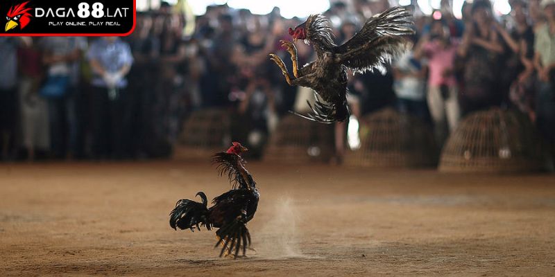 Gà Đá Thái Lan - DAGA88 Chia Sẻ Về Chiến Kê Huyền Thoại 3 Danh tiếng tại giải quốc tế