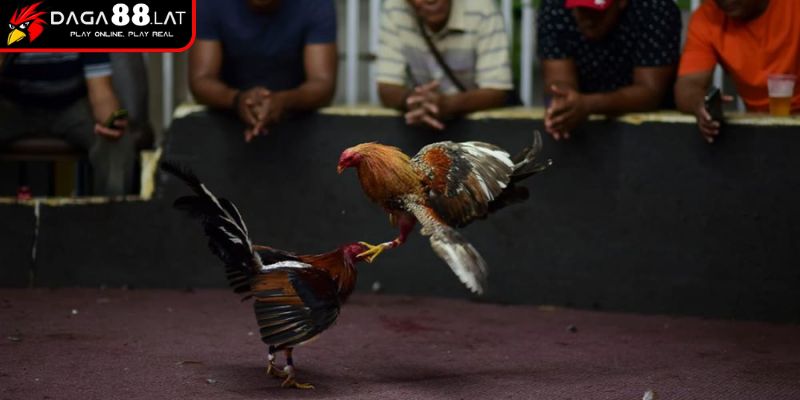 Gà Đá Thái Lan - DAGA88 Chia Sẻ Về Chiến Kê Huyền Thoại 1 Lịch sử hình thành