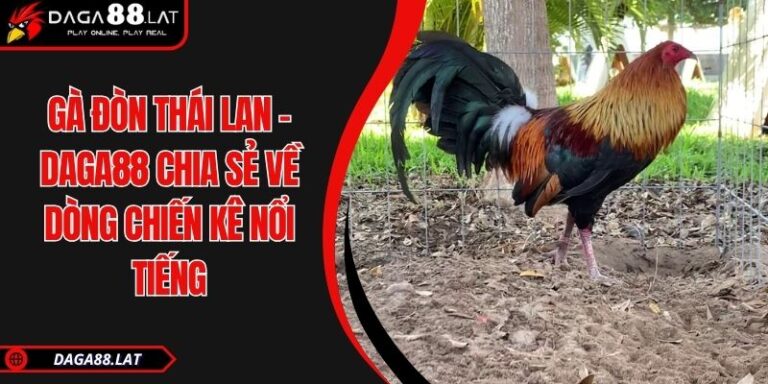 Gà Đòn Thái Lan - DAGA88 Chia Sẻ Về Dòng Chiến Kê Nổi Tiếng 8 Gà đòn Thái Lan