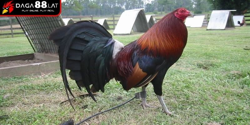Gà Đòn Thái Lan - DAGA88 Chia Sẻ Về Dòng Chiến Kê Nổi Tiếng 3 Giá trị kinh tế gà đòn Thái Lan