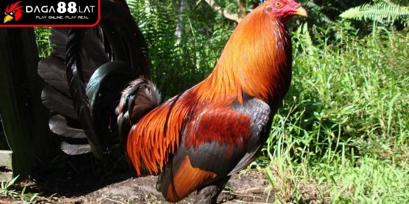 Gà Đòn Thái Lan - DAGA88 Chia Sẻ Về Dòng Chiến Kê Nổi Tiếng 1 Hình thành và lai tạo