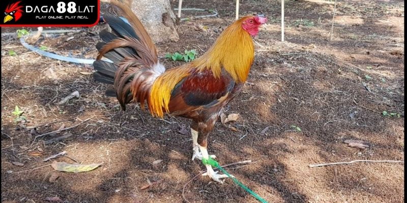 Gà Đòn Thái Lan - DAGA88 Chia Sẻ Về Dòng Chiến Kê Nổi Tiếng 2 Rèn kỹ năng chiến đấu