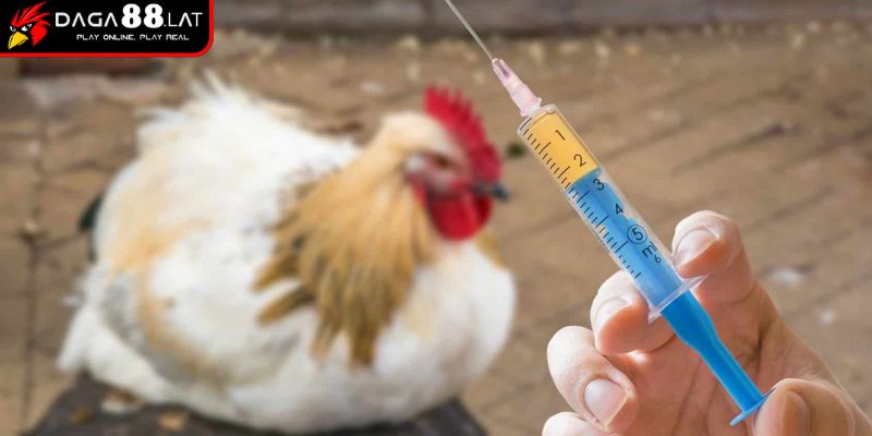 Gà Thở Khò Khè Và Hướng Điều Trị Hiệu Quả Từ DAGA88 2 Phác đồ điều trị bệnh CRD và ORT