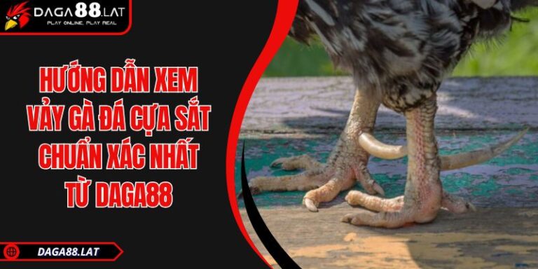 Hướng Dẫn Xem Vảy Gà Đá Cựa Sắt Chuẩn Xác Nhất Từ DAGA88 4 Hướng dẫn xem vảy gà đá cựa sắt