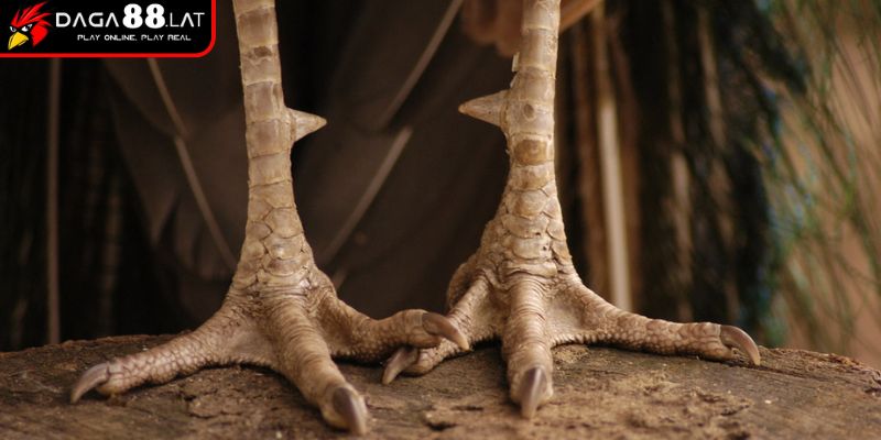 Hướng Dẫn Xem Vảy Gà Đá Cựa Sắt Chuẩn Xác Nhất Từ DAGA88 2 Hướng dẫn xem vảy gà đá cựa sắt loại khai vương