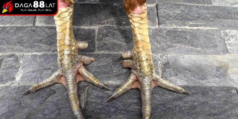 Hướng Dẫn Xem Vảy Gà Đá Cựa Sắt Chuẩn Xác Nhất Từ DAGA88 1 Vảy gà là gì?