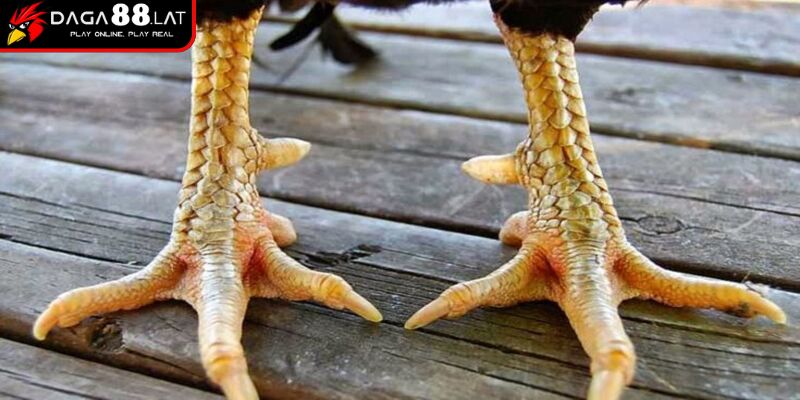 Hướng Dẫn Xem Vảy Gà Đá Cựa Sắt Chuẩn Xác Nhất Từ DAGA88 3 Ứng dụng thực tế trong việc xem vảy và chọn chiến kê