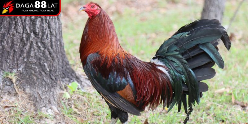 Đánh giá dáng vóc
