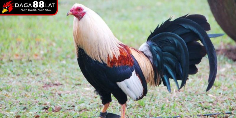 Kinh nghiệm chọn chiến kê phân tích tông dòng