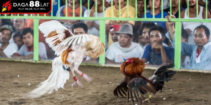 Luật Chấp Gà Cựa Sắt Với Quy Tắc Công Bằng DAGA88 Cập Nhật 2 Cách xác định mức theo luật chấp gà cựa sắt