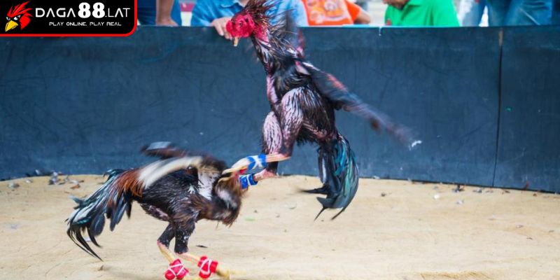 Luật Chấp Gà Cựa Sắt Với Quy Tắc Công Bằng DAGA88 Cập Nhật 1 Hiểu về luật chấp gà cựa sắt