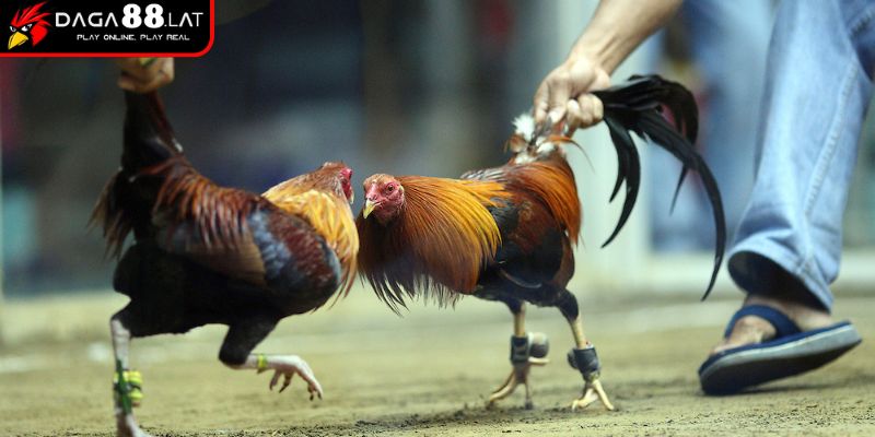 Nguyên tắc thi đấu trên sới