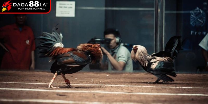 Luật cơ bản khi chơi đá gà tham gia thi đấu
