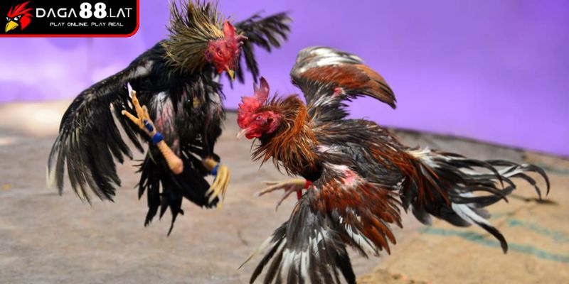 Phát triển chuyên nghiệp