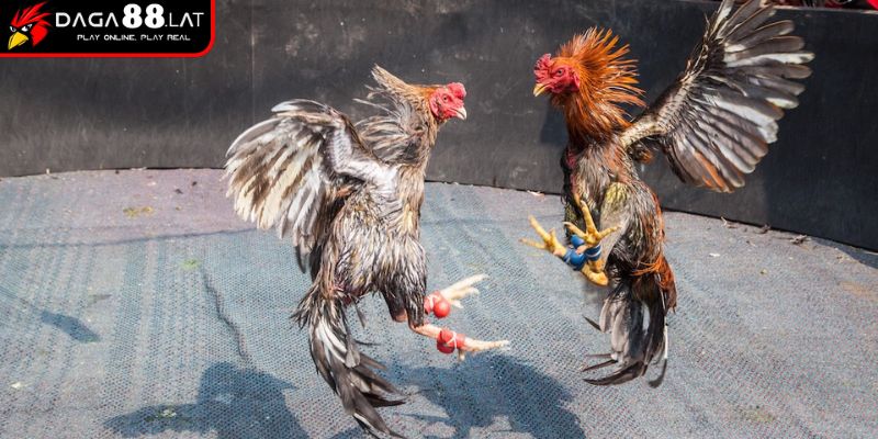 Luật đá gà miền Bắc về thời gian thi đấu, số hiệp
