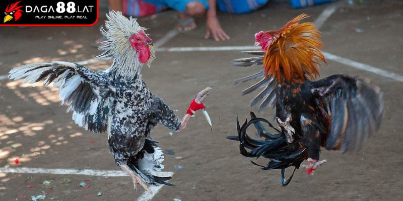 Luật Đá Gà Miền Nam - Quy Định Thi Đấu Cập Nhật Từ DAGA88 2 Luật đá gà miền Nam kiểm tra cựa