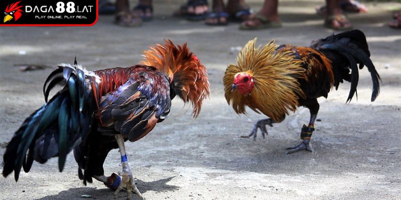 Luật Đá Gà Miền Nam - Quy Định Thi Đấu Cập Nhật Từ DAGA88 1 Thời gian, cấu trúc trận đấu