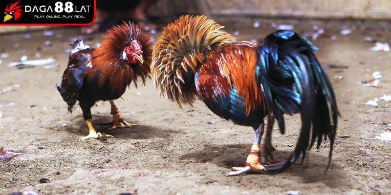 Mô tả thế đánh, kỹ năng