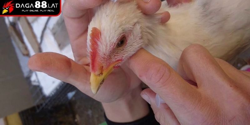 Phác đồ điều trị bằng thuốc điều trị bệnh ORT trên gà